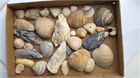 Sea Shell Assortment