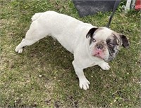 Male-French Bulldog-Intact, proven, 3.5 years old