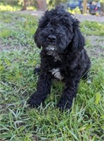 Male#4-Miniature Poodle-12 weeks