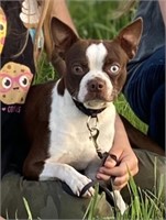 Male-Boston Terrier-Proven, Intact, 3 years