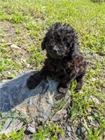 Male#3-Miniature Poodle-12 weeks