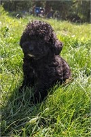 Male#2-Miniature Poodle-12 weeks