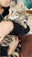 Female-Bengal Cat-2 years, intact