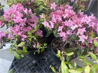 2 Lot of 1 ea  Rhododendron Bushes 2 Gal