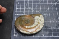 Moroccan Ammonite, 4oz