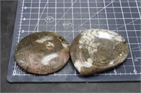 2 Moroccan Ammonites, 8oz