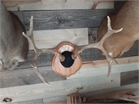 Mounted Mule Deer Antlers