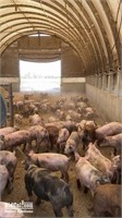 (50) Roaster Hogs