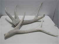 Broken Elk Antler Largest Piece 25"