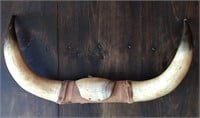 Vintage Mountable Steer Horns 23”