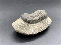 Trilobite fossil 3"