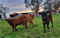 (VIC) 3 X HIGHLAND X STEERS