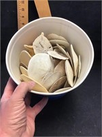 Bucket of sand dollars