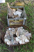 Selection of Sea Shells in Metal Tray &