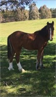 (NSW): LINCOLN - Clydesdale x Gelding