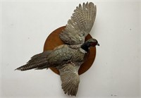 Pheasant Taxidermy A
