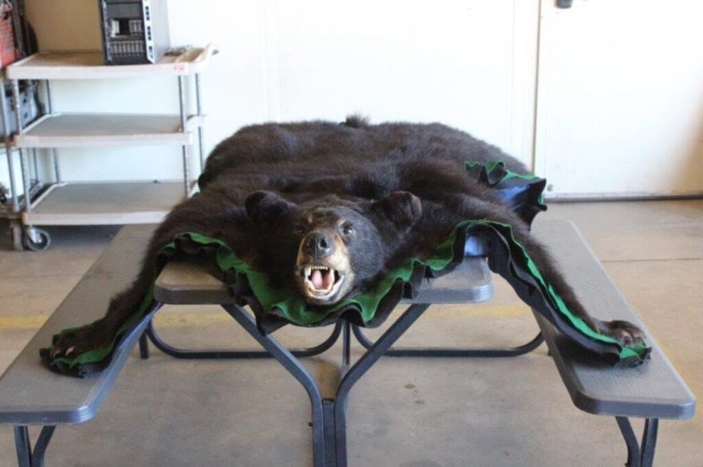 Bear Rug