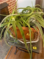 Large Aloe Vera Plant and Metal table/stand