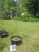 Serviceberry Tree