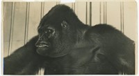 5.5x10  Portrait of a gorilla Hoyt on back
