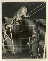 8x10 Lion walking tight rope "Lurel Jueab"