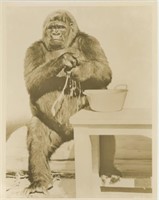 8x10 Gorilla washing Chester photo service