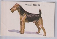 Welsh Terrier 1960s Gravy Train card