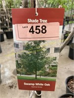 5 gallon Swamp White Oak