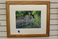 BLUEBONNET PRINT