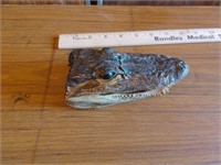 Alligator Skull