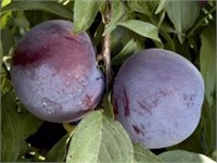 (10) Bareroot Fruit Trees