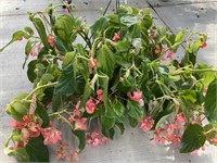 10" Dragon Wing Begonia Pink Hanging Basket