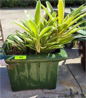 LIVE BROMELIA PLANTS IN GREEN POTTERY PLANTER