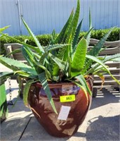 LIVE ALOE VERA PLANT IN GLAZED PLANTER