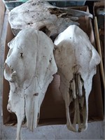 Three Cow skulls