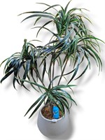 5FT Faux Dragon Plant Ceramic Pot