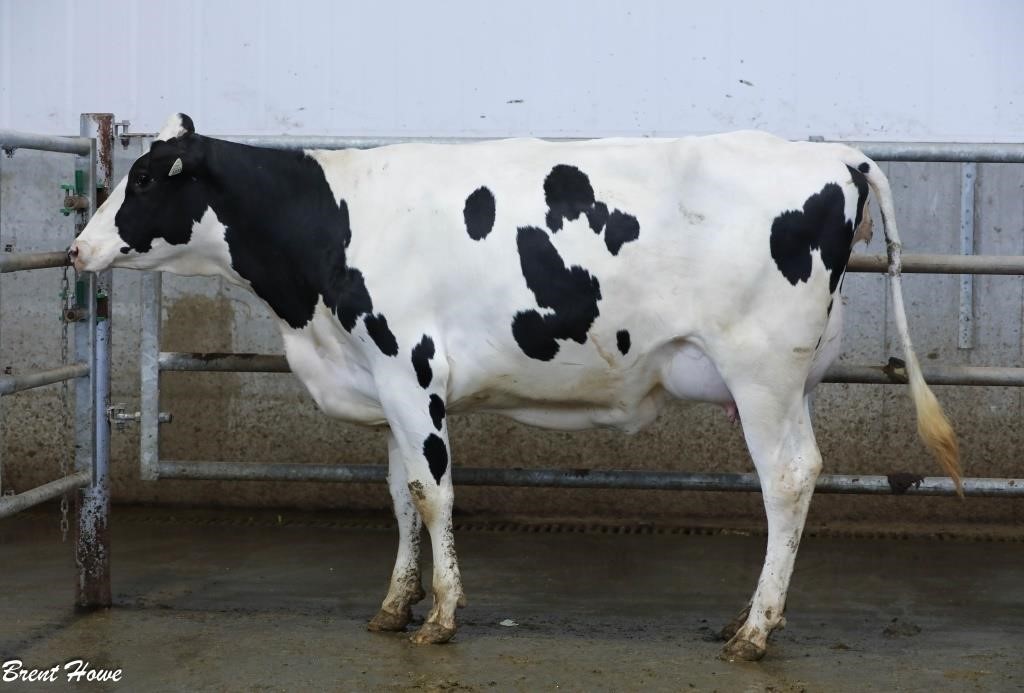 Walker Dairy Inc. - Monthly Auction - June 28, 2024