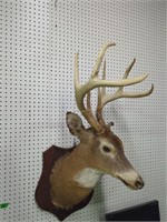 Large 8-point whitetail deer mount