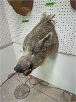 Russian boar's Head Mount missing ear