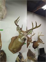 Large nine point whitetail deer head mount