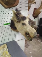Russian boar's Head mount