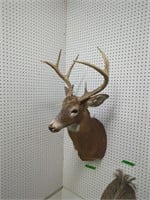 Large 8-point whitetail deer mount