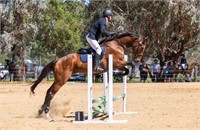 (VIC) WP WHERE’S WALDO - TB GELDING