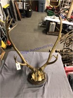 MOUNTED ANTLERS