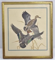 'Green Winged Teal' Framed Print Under Glass