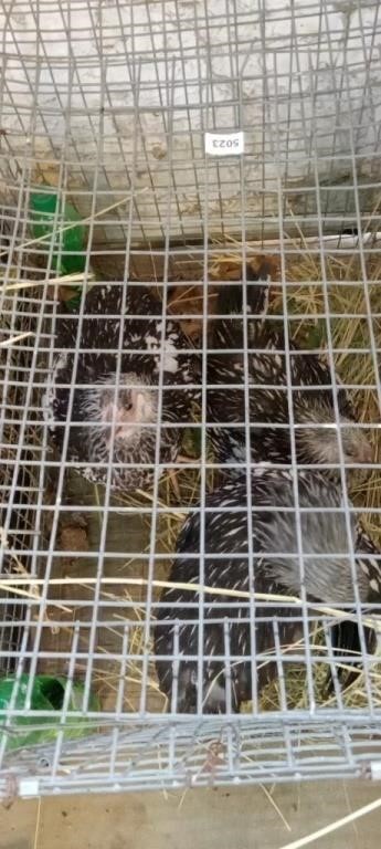 3 Ring Small Animal and Estate Auction - June 22nd