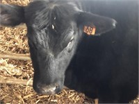 Number 68- Black Angus Heifer *Read Description