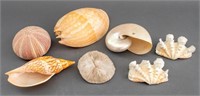 Group of Seashells, 7