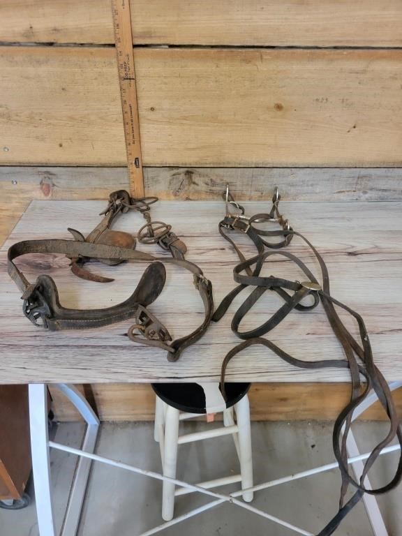 Horse bit and head stall