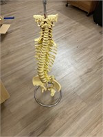 Spine Column Skeleton With Stand